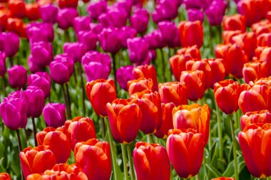 Skagit Vadisi Oregon Tulip alanları