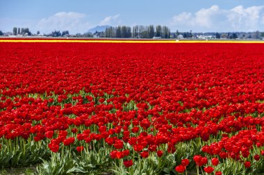 Skagit Vadisi Oregon Tulip alanları