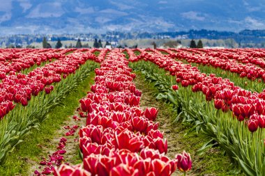 Skagit Vadisi Oregon Tulip alanları