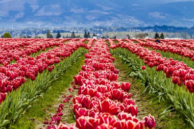 Skagit Vadisi Oregon Tulip alanları