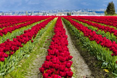 Skagit Vadisi Oregon Tulip alanları