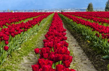 Skagit Vadisi Oregon Tulip alanları
