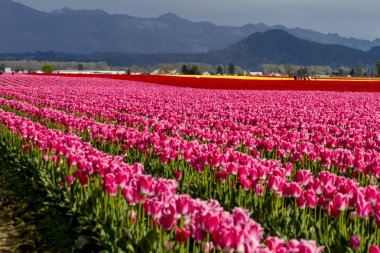 Skagit Vadisi Oregon Tulip alanları