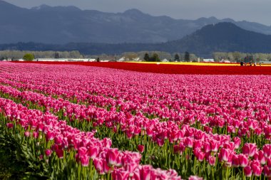 Skagit Vadisi Oregon Tulip alanları