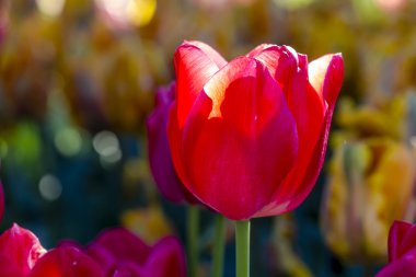Skagit Vadisi Oregon Tulip alanları