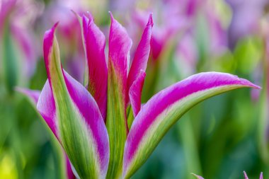 Skagit Vadisi Oregon Tulip alanları