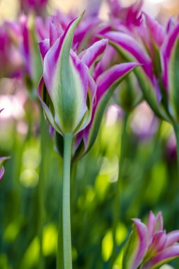 Skagit Vadisi Oregon Tulip alanları