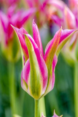 Skagit Vadisi Oregon Tulip alanları