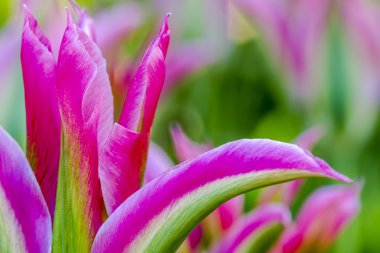Skagit Vadisi Oregon Tulip alanları