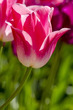 Skagit Vadisi Oregon Tulip alanları