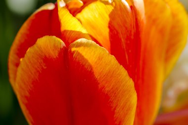 Skagit Vadisi Oregon Tulip alanları
