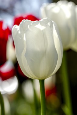 Skagit Vadisi Oregon Tulip alanları