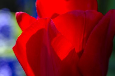 Skagit Vadisi Oregon Tulip alanları