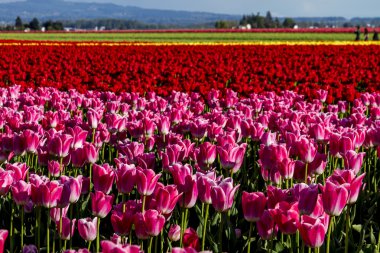 Skagit Vadisi Oregon Tulip alanları