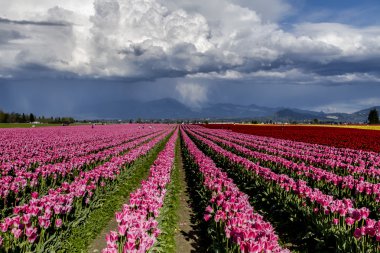Skagit Vadisi Oregon Tulip alanları