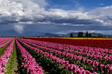 Skagit Vadisi Oregon Tulip alanları