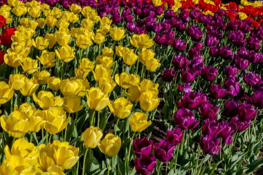 Skagit Vadisi Oregon Tulip alanları