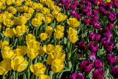 Skagit Valley Oregon Tulip Fields clipart
