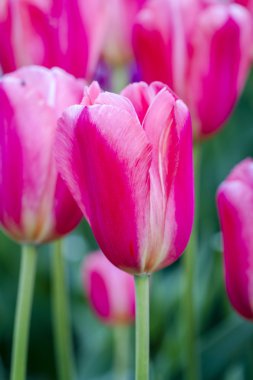 Skagit Vadisi Oregon Tulip alanları