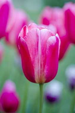 Skagit Vadisi Oregon Tulip alanları