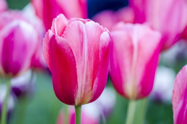 Skagit Vadisi Oregon Tulip alanları
