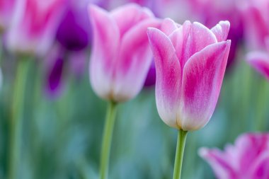 Skagit Vadisi Oregon Tulip alanları