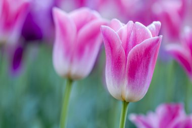 Skagit Vadisi Oregon Tulip alanları