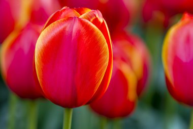 Skagit Vadisi Oregon Tulip alanları