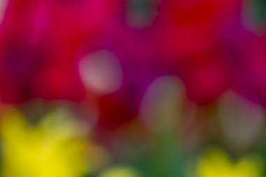 Skagit Vadisi Oregon Tulip alanları