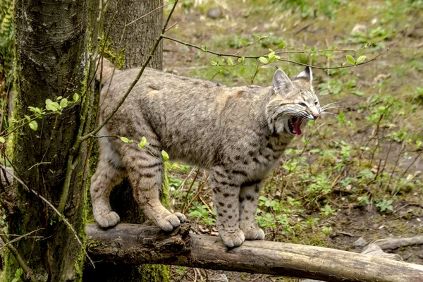 Bobcast salvaje en el ajuste de la montaña — Foto de Stock