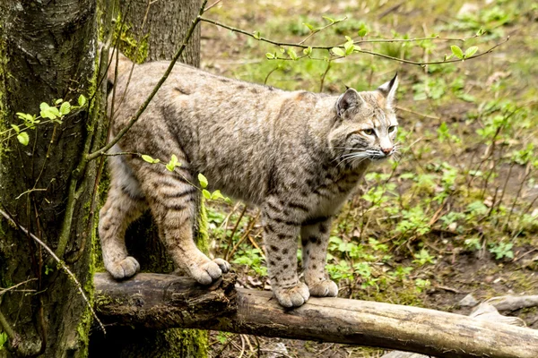 Wild Bobcast in Montagna Impostazione — Foto Stock