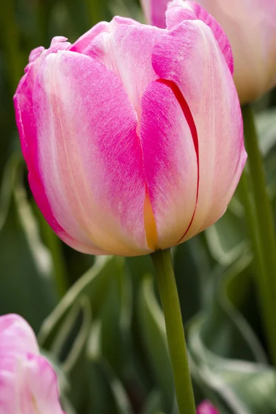 Skagit Valley Oregon tulpenvelden — Stockfoto