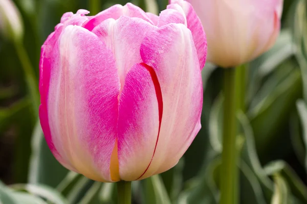 Campos de tulipas de Oregon Skagit Valley — Fotografia de Stock