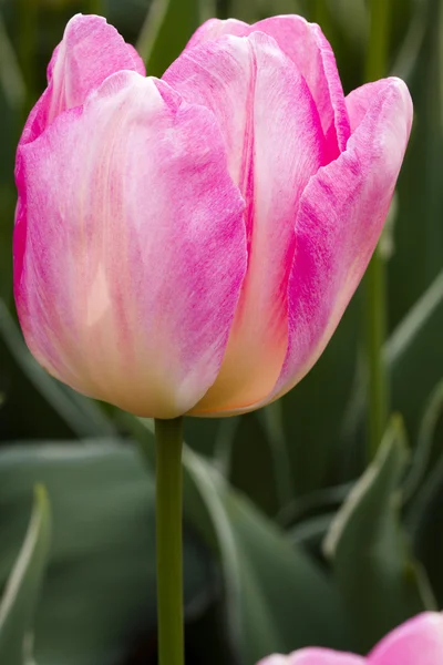 Skagit Valley Oregon Tulip Fields — Stock Photo, Image