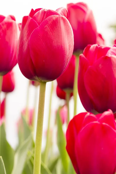 Skagit Valley Oregon Tulip kentät — kuvapankkivalokuva