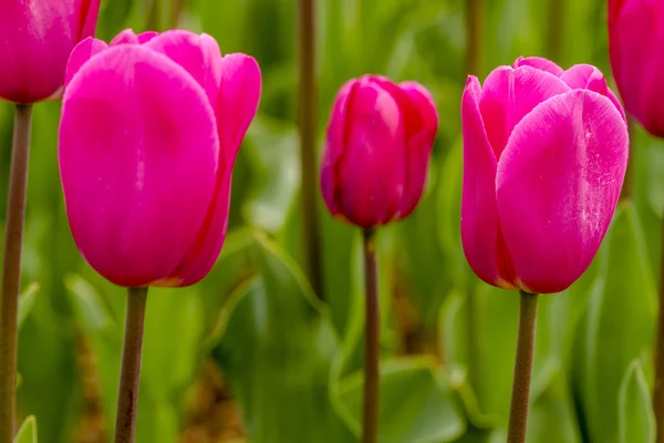 Skagit Valley Oregon tulpenvelden — Stockfoto