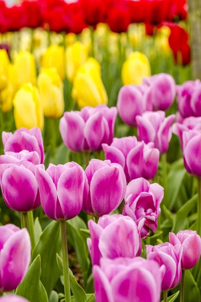 Skagit Valley Oregon Tulip Fields — Stock Photo, Image