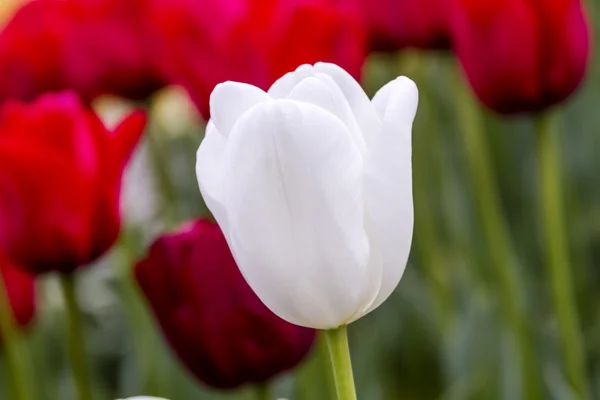 Skagit Valley Oregon tulpenvelden — Stockfoto