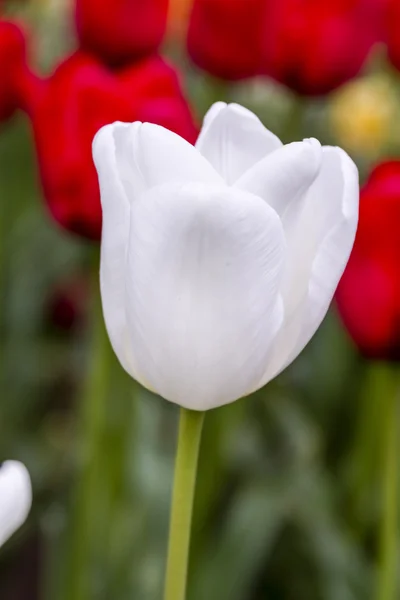 Skagit Valley Oregon Campos de Tulipán —  Fotos de Stock