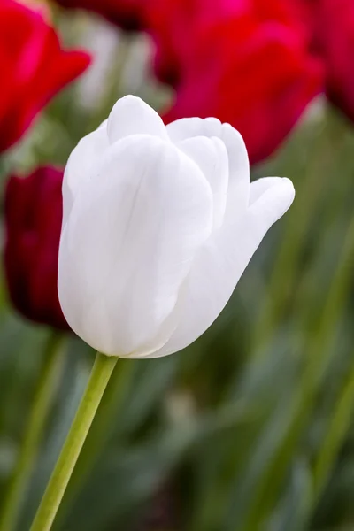 Skagit Valley Oregon tulpenvelden — Stockfoto