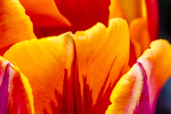 Campos de tulipas de Oregon Skagit Valley — Fotografia de Stock
