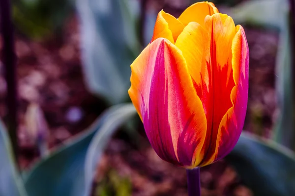 Skagit Valley Oregon Tulip Fields — Stock Photo, Image