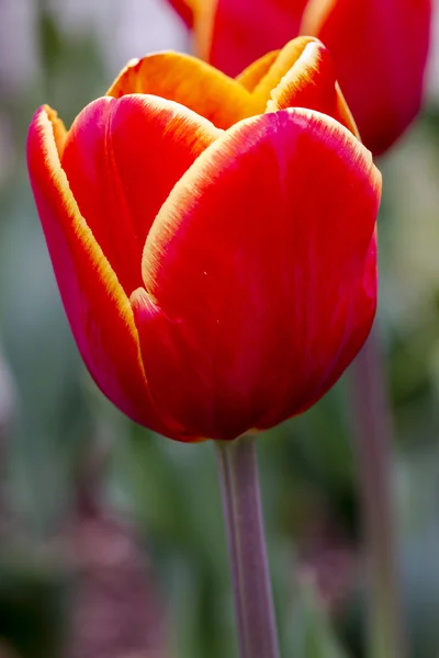 Skagit Valley Oregon Tulip Fields — Stock Photo, Image