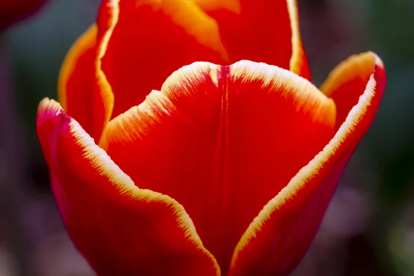 Campos de tulipas de Oregon Skagit Valley — Fotografia de Stock