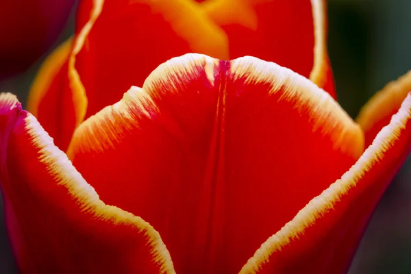 Champs de tulipes de Skagit Valley Oregon — Photo