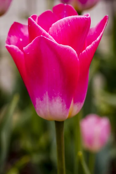 Управління Skagit Долина Орегон Tulip поля — стокове фото