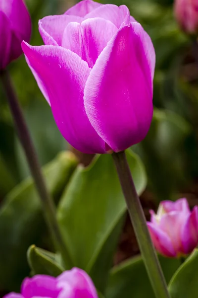 Управління Skagit Долина Орегон Tulip поля — стокове фото