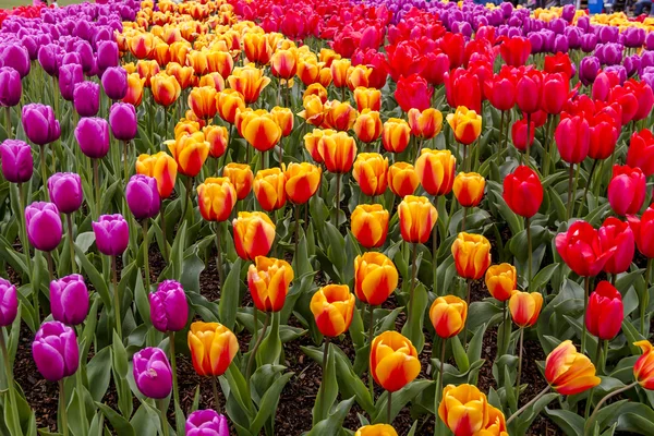 Skagit Valley Oregon Tulip Fields — Stock Photo, Image