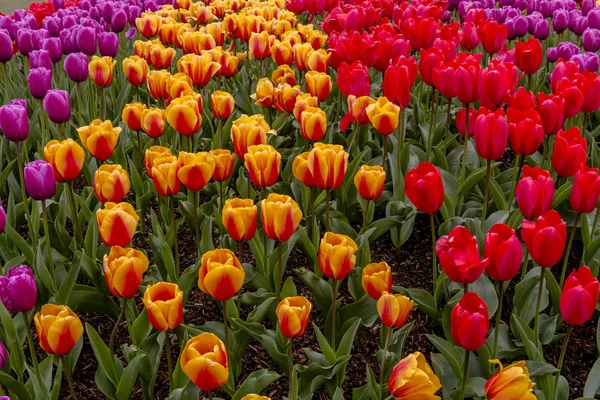 Skagit Valley Oregon Tulip Fields — Stock Photo, Image