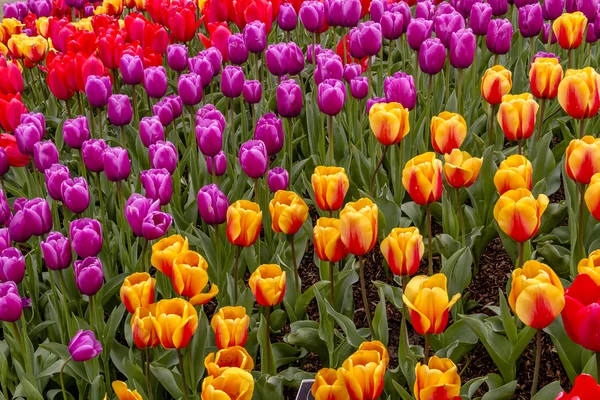 Skagit Valley Oregon Tulip Fields — Stock Photo, Image